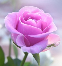 2022 Procedo Rose - Red Willow